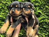 Efsane Rottweiler Dişi Ve Erkek Yavrular