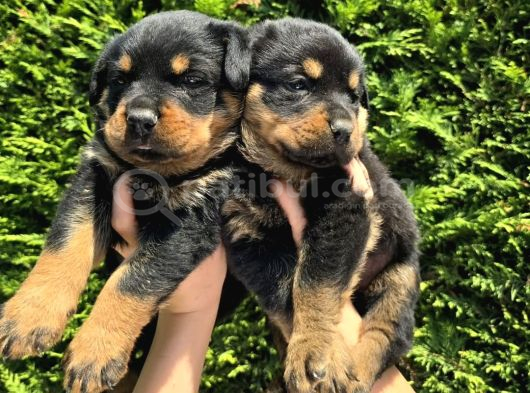 Efsane Rottweiler Dişi Ve Erkek Yavrular görsel