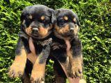 Efsane Rottweiler Dişi Ve Erkek Yavrular