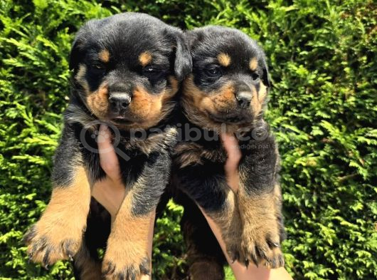 Efsane Rottweiler Dişi Ve Erkek Yavrular görsel