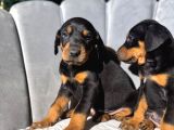King Doberman Yavrularımız Mağazamızdan Sizlerle