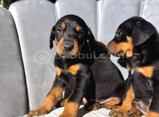 King Doberman Yavrularımız Mağazamızdan Sizlerle görsel