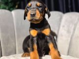 King Doberman Yavrularımız Mağazamızdan Sizlerle