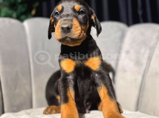 King Doberman Yavrularımız Mağazamızdan Sizlerle görsel