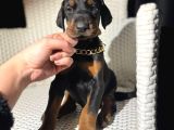 King Doberman Yavrularımız Mağazamızdan Sizlerle