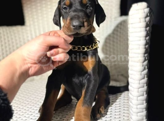King Doberman Yavrularımız Mağazamızdan Sizlerle görsel