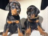 King Doberman Yavrularımız Mağazamızdan Sizlerle