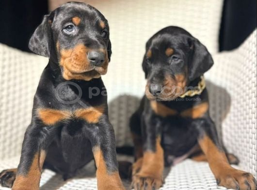 King Doberman Yavrularımız Mağazamızdan Sizlerle
