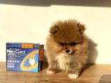 Pomeranian Boo 2 Aylık Erkek