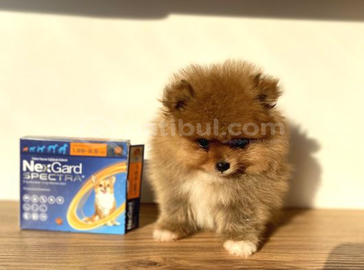 Pomeranian Boo 2 Aylık Erkek görsel