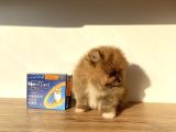 Pomeranian Boo 2 Aylık Erkek