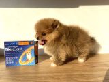 Pomeranian Boo 2 Aylık Erkek