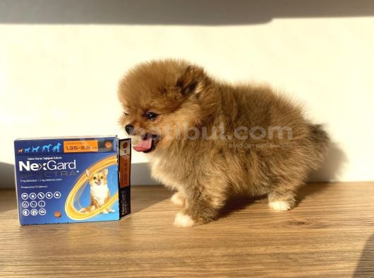 Pomeranian Boo 2 Aylık Erkek görsel