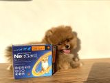 Pomeranian Boo 2 Aylık Erkek