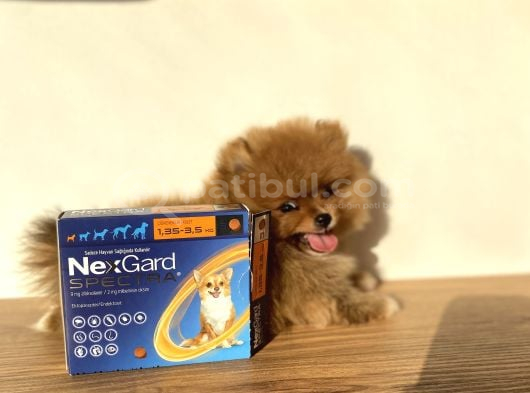 Pomeranian Boo 2 Aylık Erkek görsel