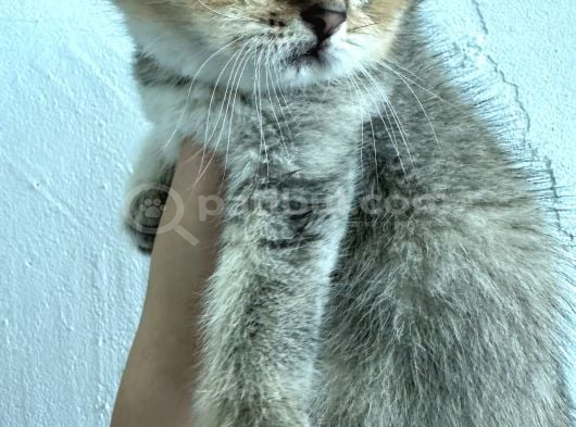 Golden Brtish Shortahir Ozel Yavrumuz görsel