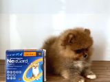 Pomeranian Boo 2 Aylık Erkek