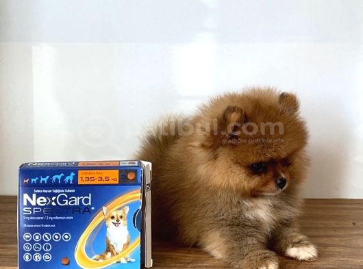 Pomeranian Boo 2 aylık Erkek