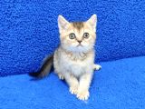 Golden Bri̇ti̇sh Ponçi̇k Yavrumuz Tesli̇me Hazirdir