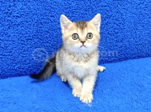 Golden Bri̇ti̇sh Ponçi̇k Yavrumuz Tesli̇me Hazirdir görsel