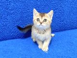 Golden Bri̇ti̇sh Ponçi̇k Yavrumuz Tesli̇me Hazirdir