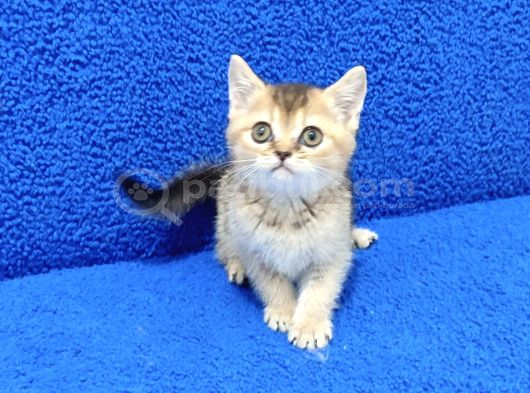Golden Bri̇ti̇sh Ponçi̇k Yavrumuz Tesli̇me Hazirdir görsel