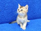 Golden Bri̇ti̇sh Ponçi̇k Yavrumuz Tesli̇me Hazirdir
