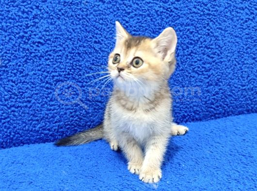 Golden Bri̇ti̇sh Ponçi̇k Yavrumuz Tesli̇me Hazirdir görsel