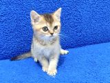 Golden Bri̇ti̇sh Ponçi̇k Yavrumuz Tesli̇me Hazirdir