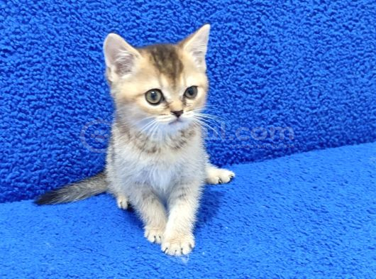 Golden Bri̇ti̇sh Ponçi̇k Yavrumuz Tesli̇me Hazirdir görsel