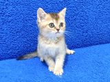 Golden Bri̇ti̇sh Ponçi̇k Yavrumuz Tesli̇me Hazirdir