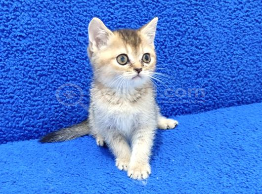 Golden Bri̇ti̇sh Ponçi̇k Yavrumuz Tesli̇me Hazirdir