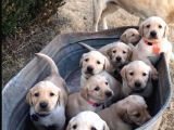 Burkemden A Kalite Labrador Yavruları