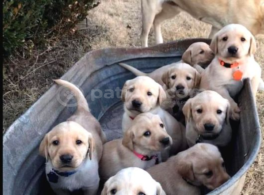 Burkemden A Kalite Labrador Yavruları