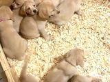 Burkemden A Kalite Labrador Yavruları