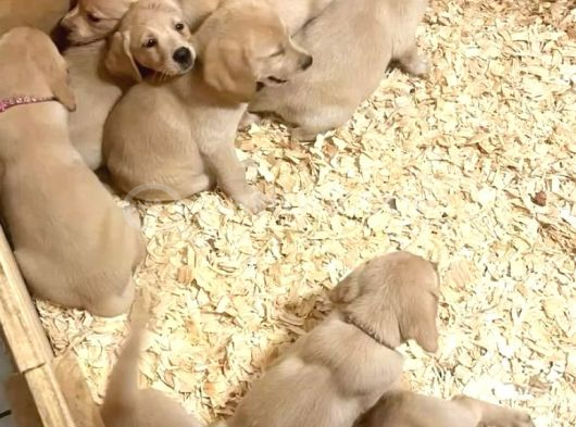 Burkemden A Kalite Labrador Yavruları görsel