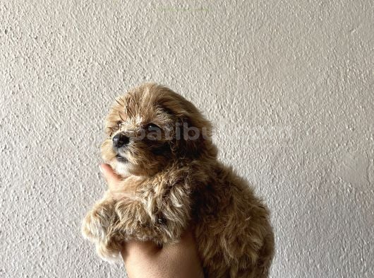 Maltipo Mini Boy görsel