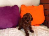Şeker Tadında Kore Toypoodle Orjinal