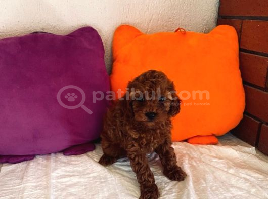 Şeker Tadında Kore Toypoodle Orjinal