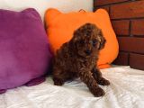 Şeker Tadında Kore Toypoodle Orjinal
