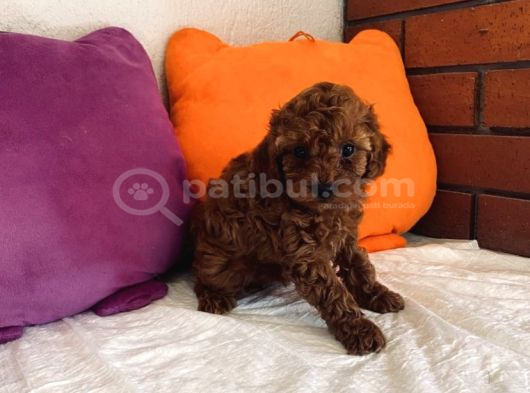 Şeker Tadında Kore Toypoodle Orjinal görsel
