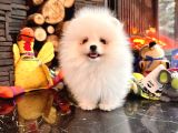 Akademi̇den Teacup Pomeri̇ni̇an Bebekler