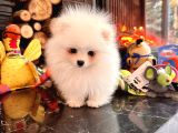 Akademi̇den Teacup Pomeri̇ni̇an Bebekler