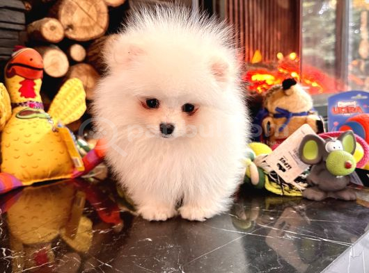 AKADEMİDEN TEACUP POMERİNİAN BEBEKLER