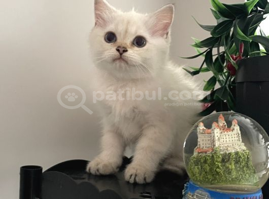 Dişi British Short Hair