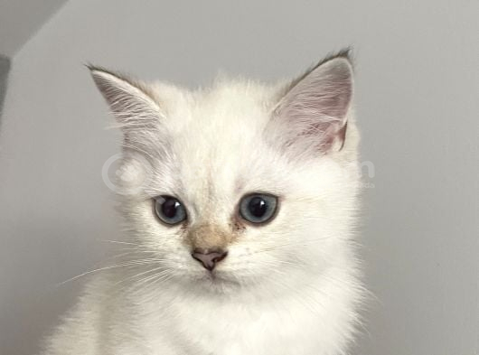 Dişi British Short Hair görsel
