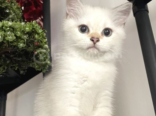 Dişi British Short Hair görsel