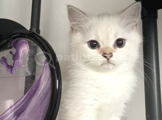 Dişi British Short Hair görsel