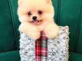 Orjinal Pomeranian Boo Yavrumuz Moi