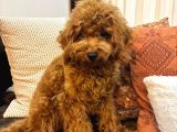 3 aylık dişi Toy Poodle yavrumuz